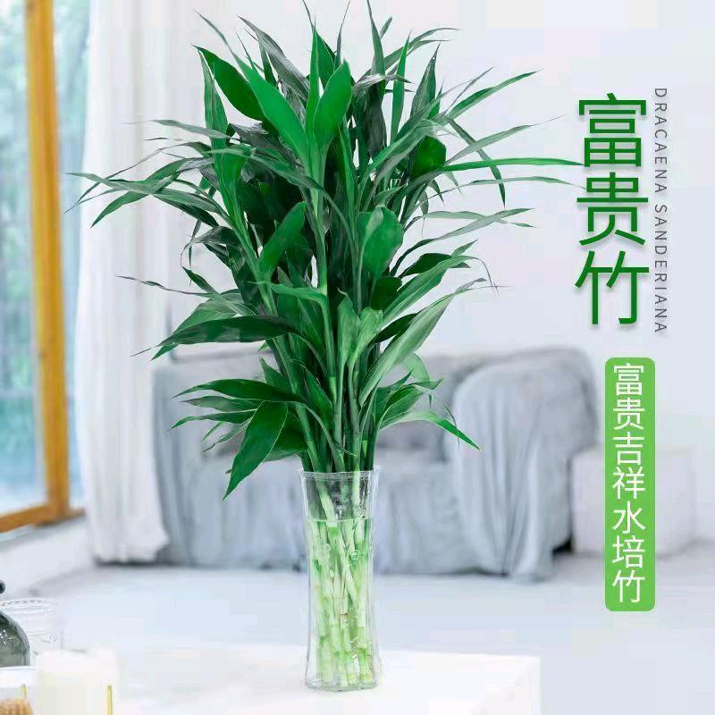 海南富贵竹基地批发
