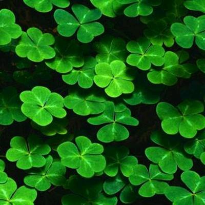 🍀四叶草