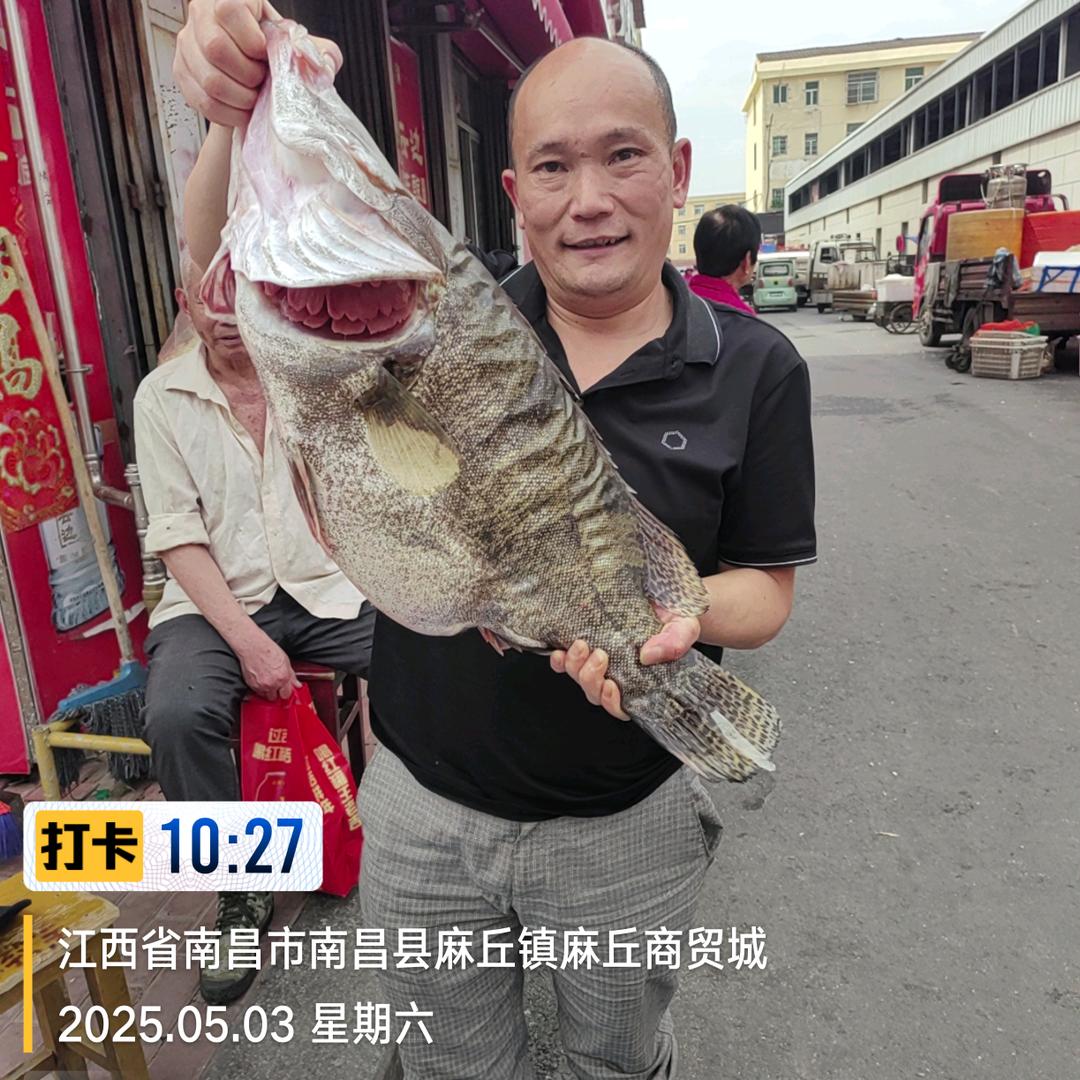 麻丘巴哥