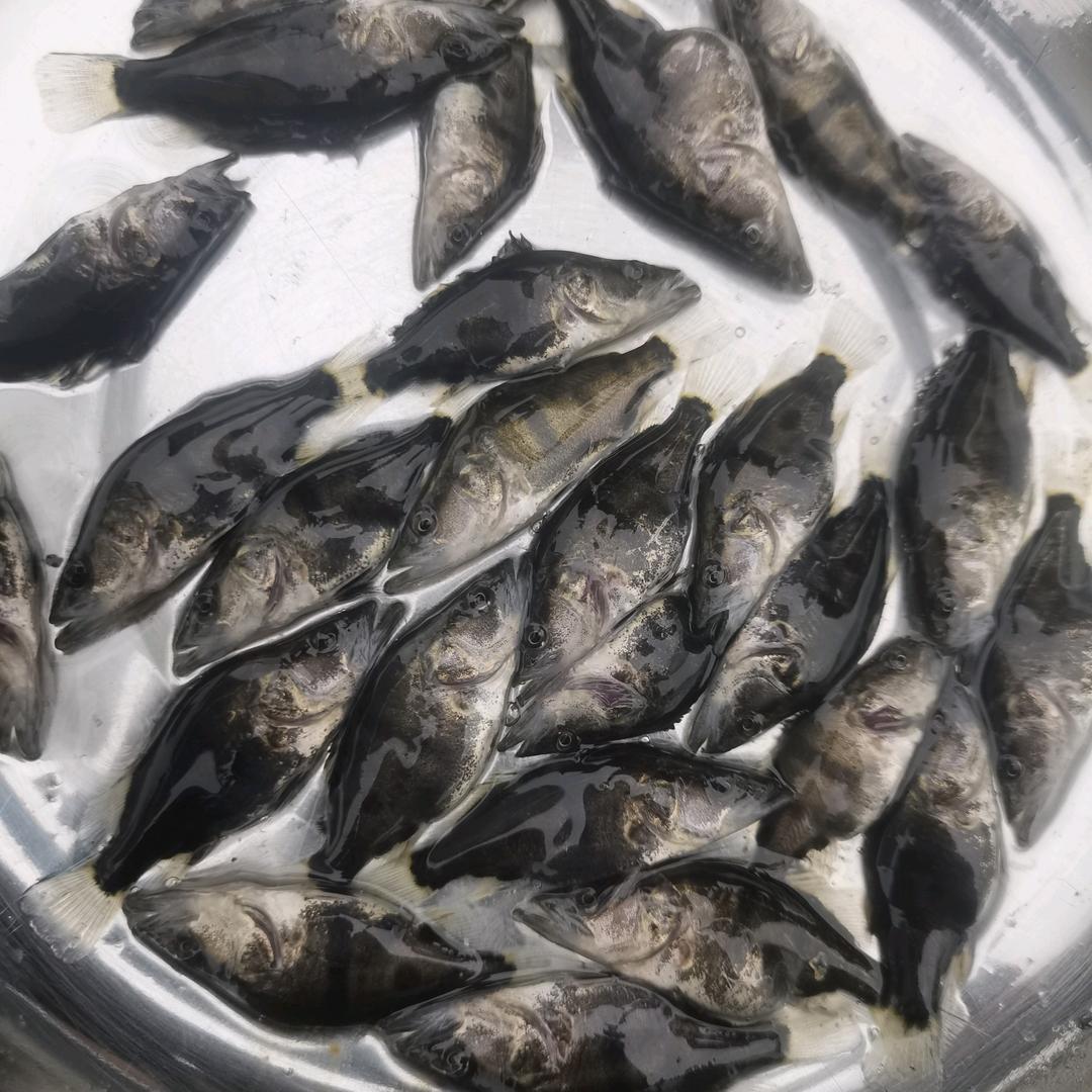 亚勇鳜鱼一手货源出售