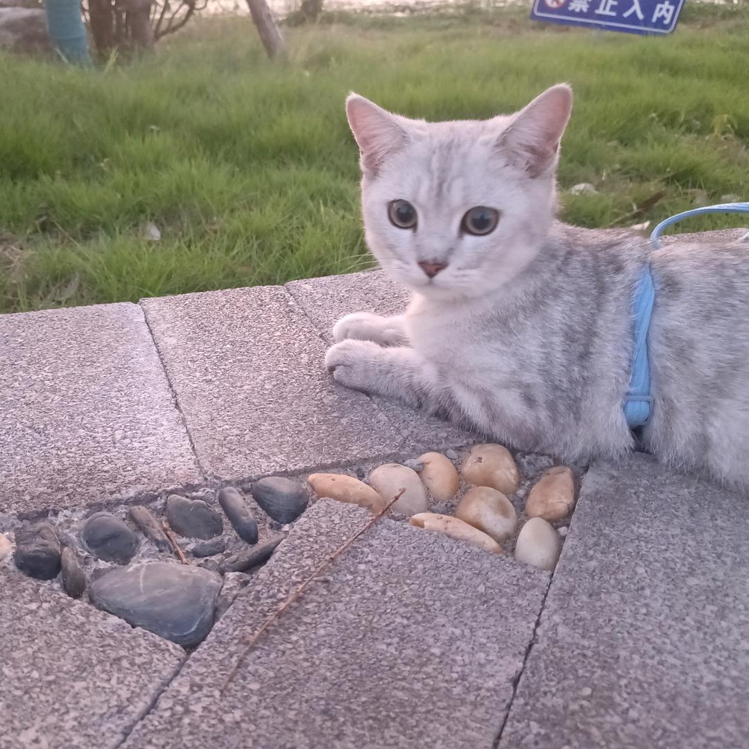 来福是一只猫