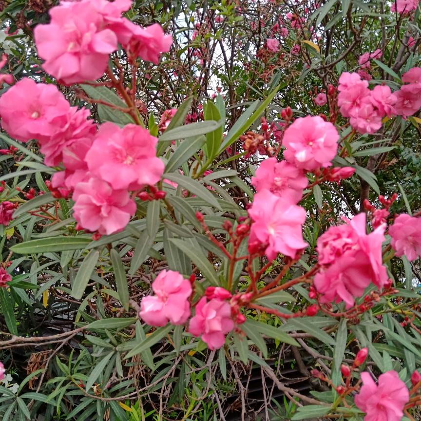 快乐足球（🐿）