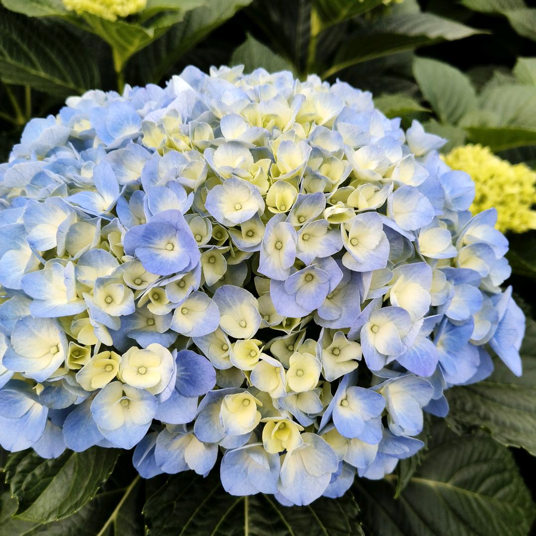 种菜姐