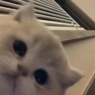迎着阳光盛大逃亡