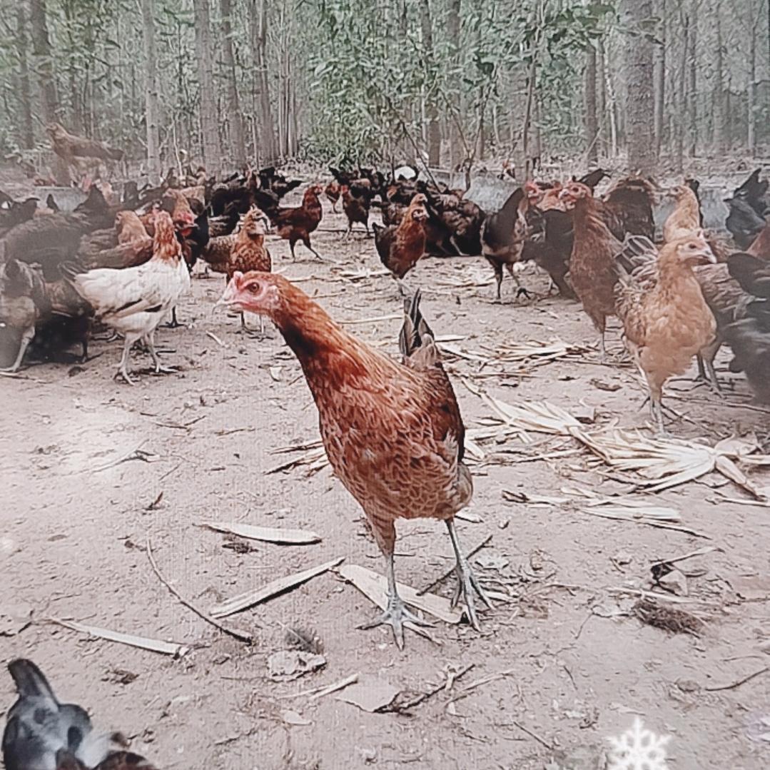 德州散养鸡小辛2