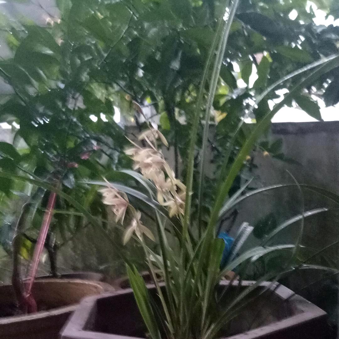 来一火