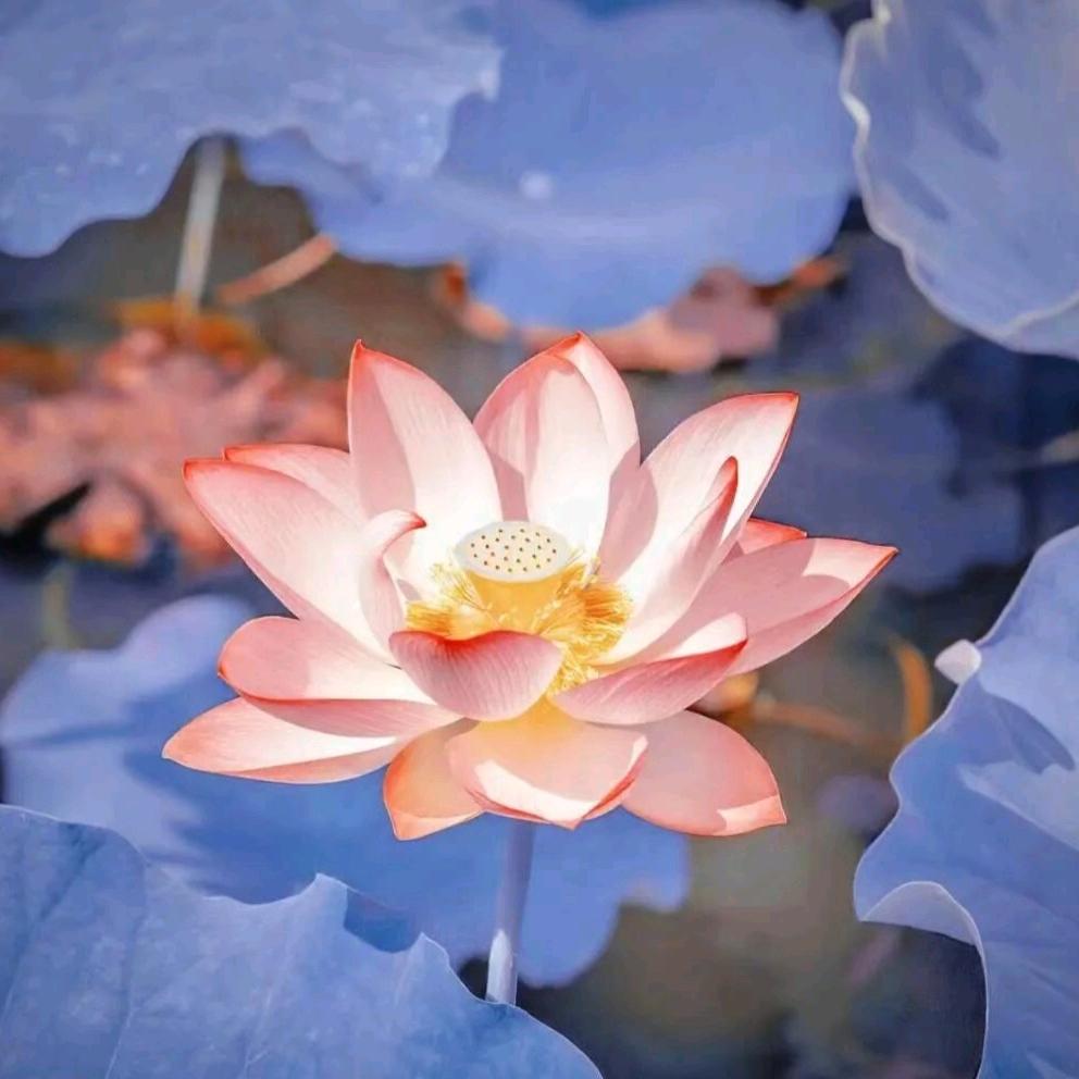 笑对人生张老大