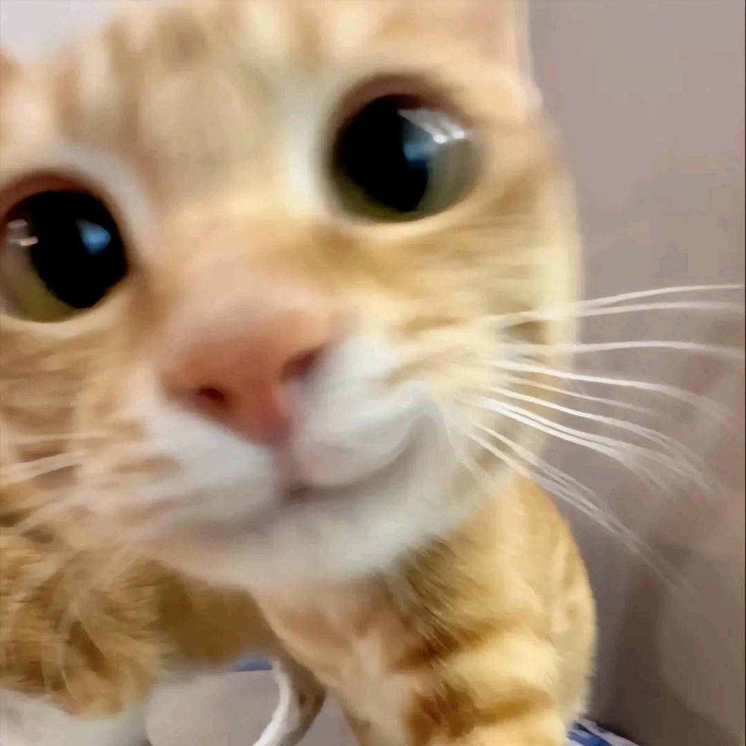 小猫可以吃🧀汉堡