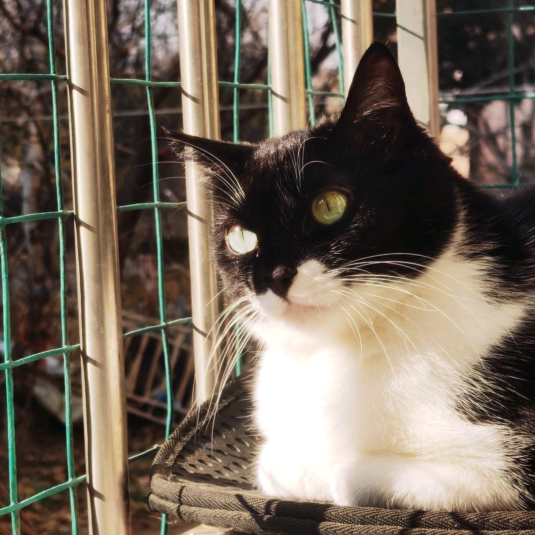 野猫与橙