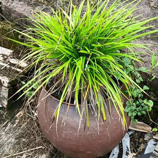 爱哭鼻子的傻瓜