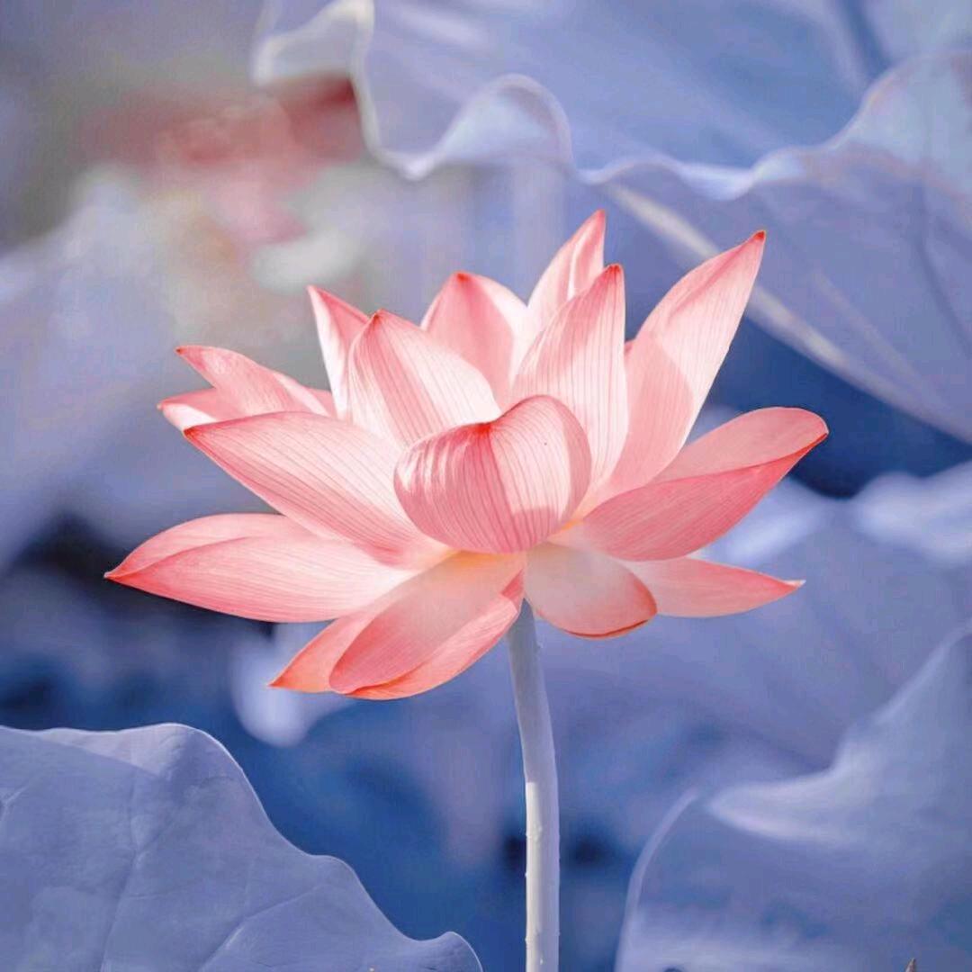 7_花好月圆.
