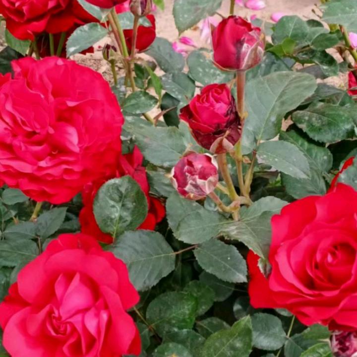 三个孩子的宝妈🥰