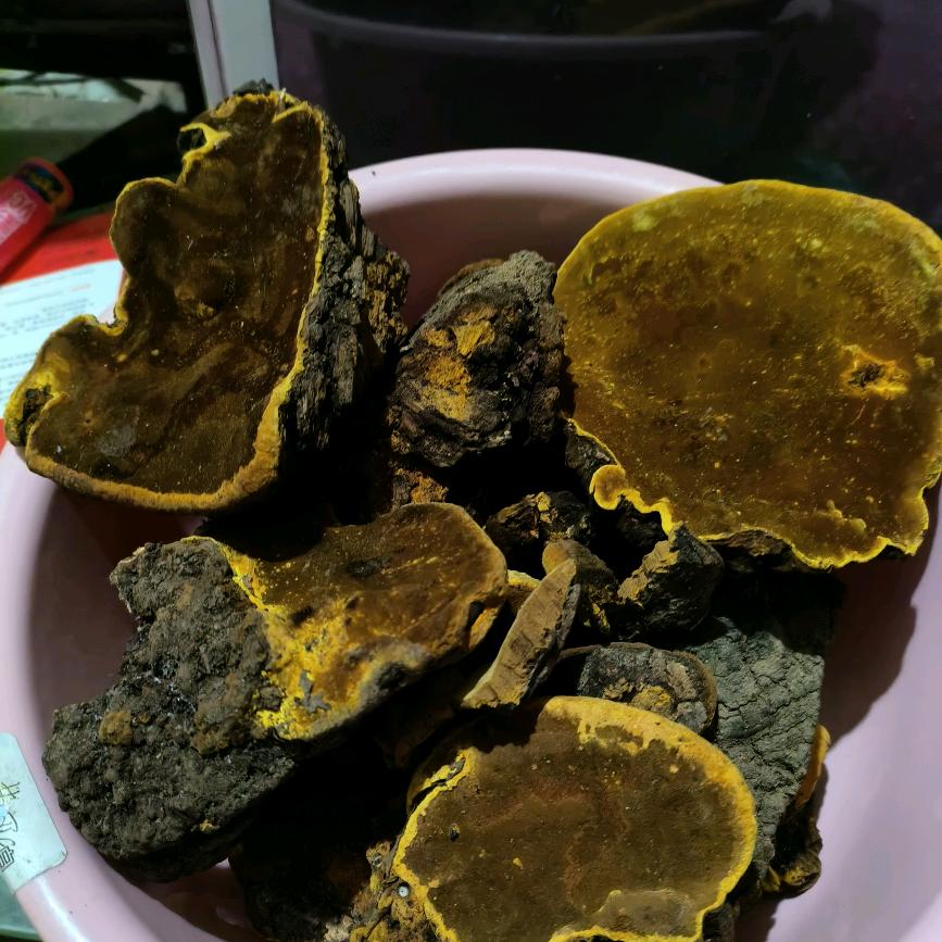 桑黄哥，玩盆景，爱玩狗，永闯大山，