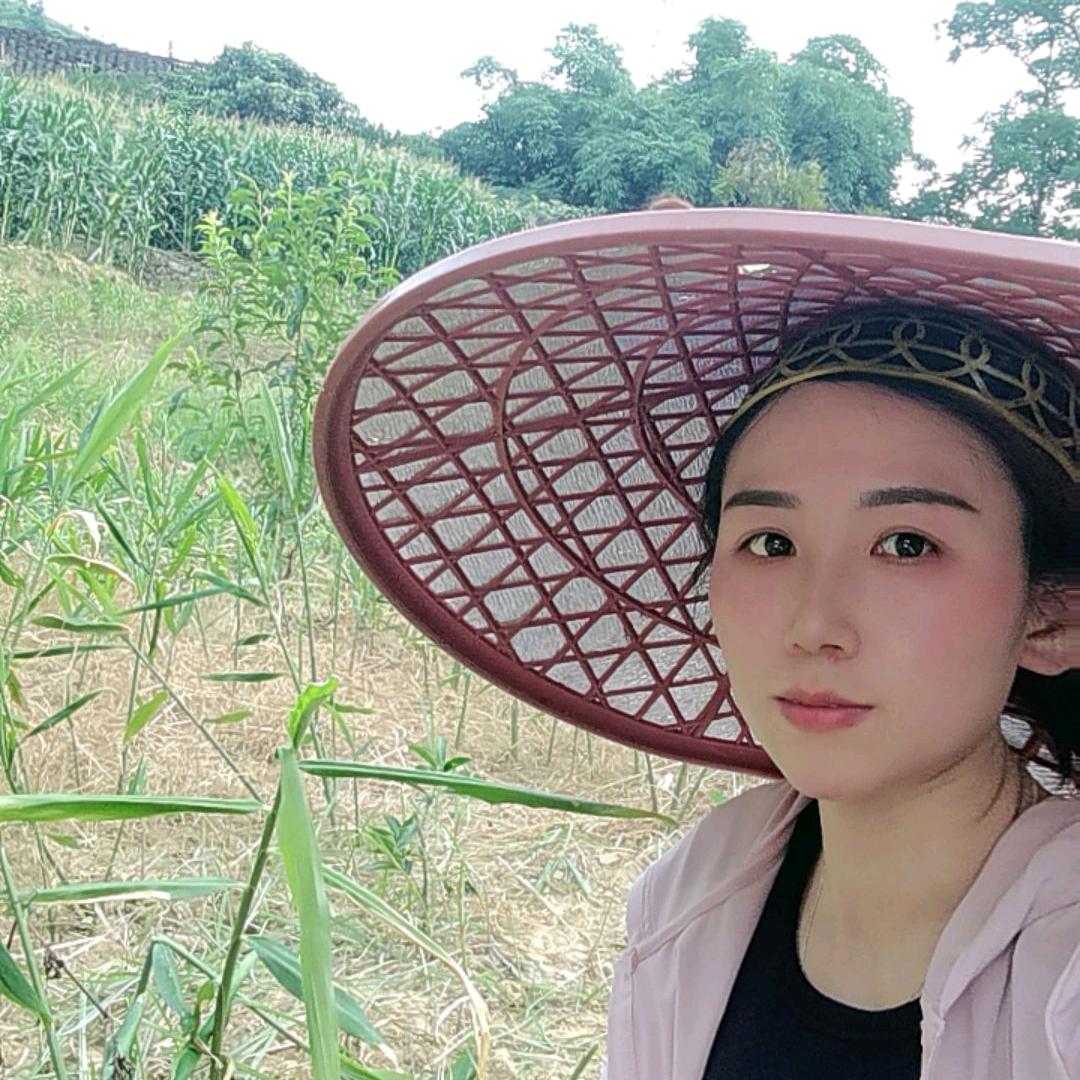 贵州六马蜂糖李苗（艳子）