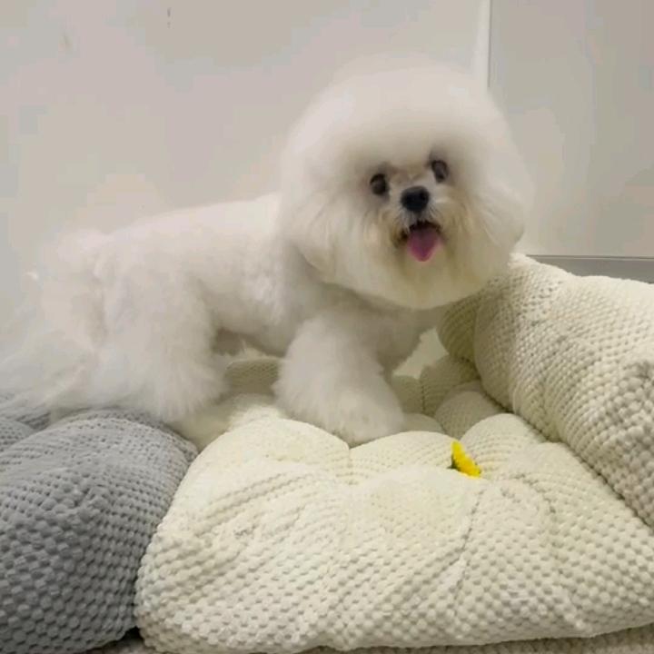 燕子萌宠齐齐哈尔店