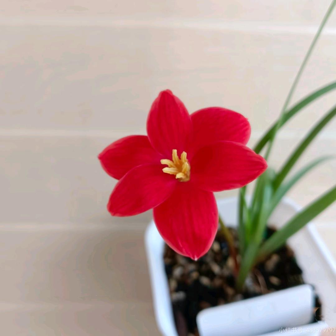 风雨兰