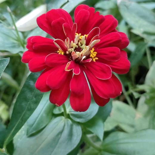 小芳草