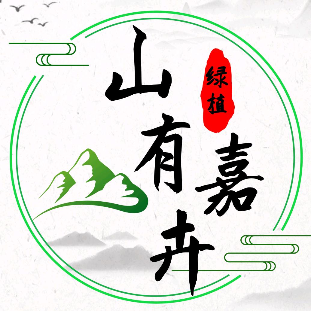 山U竹芋绿植