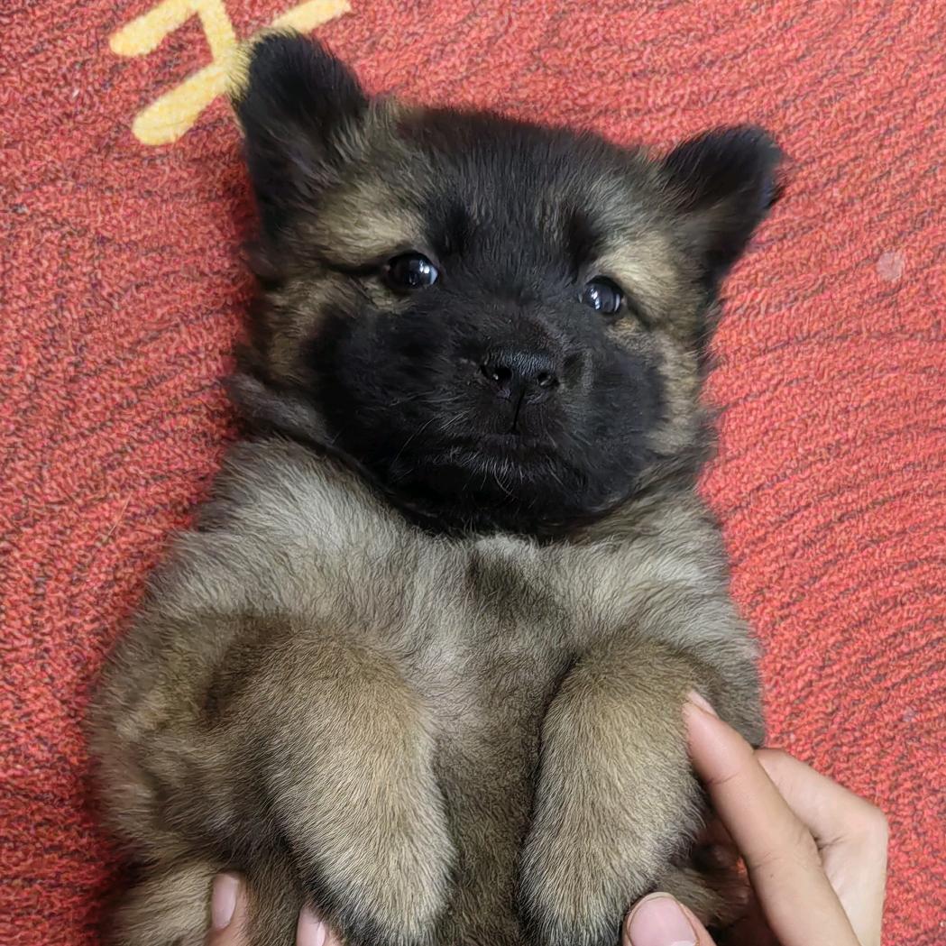 可口可乐🐶