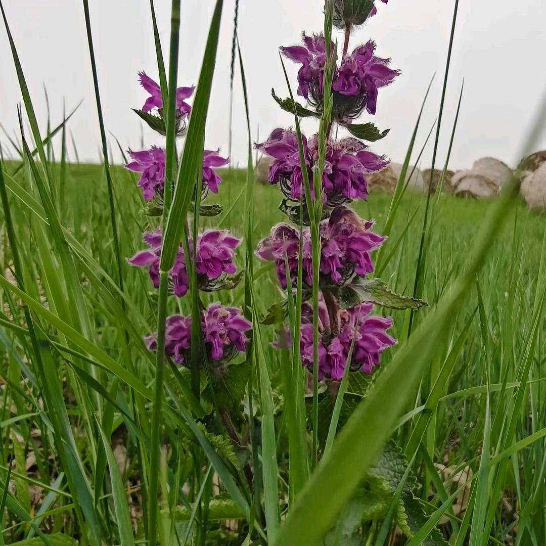 💜紫色风车🙏