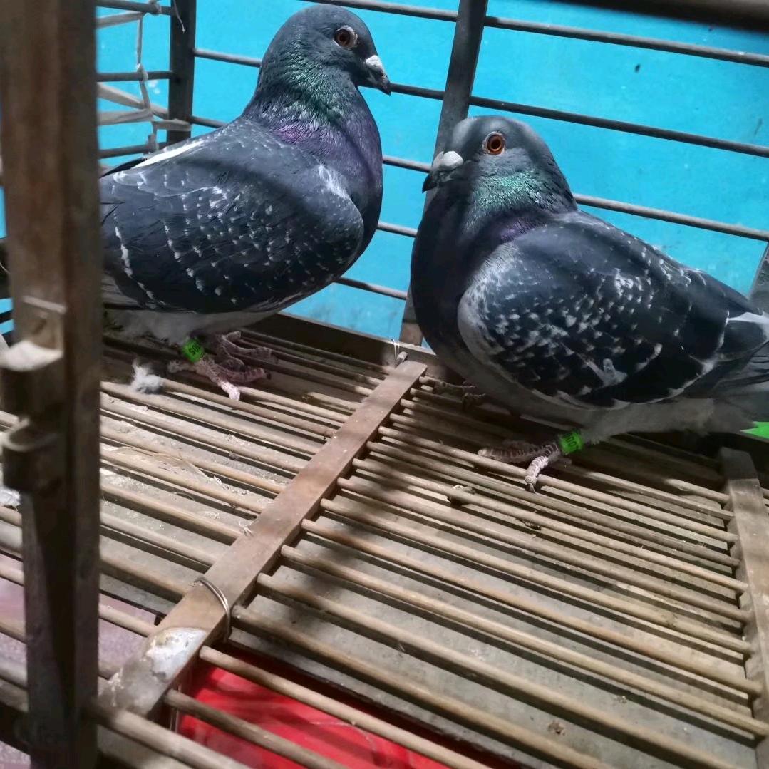 小石头鸽舍  小石头