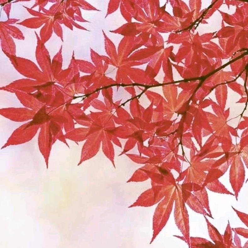 枫叶🍁
