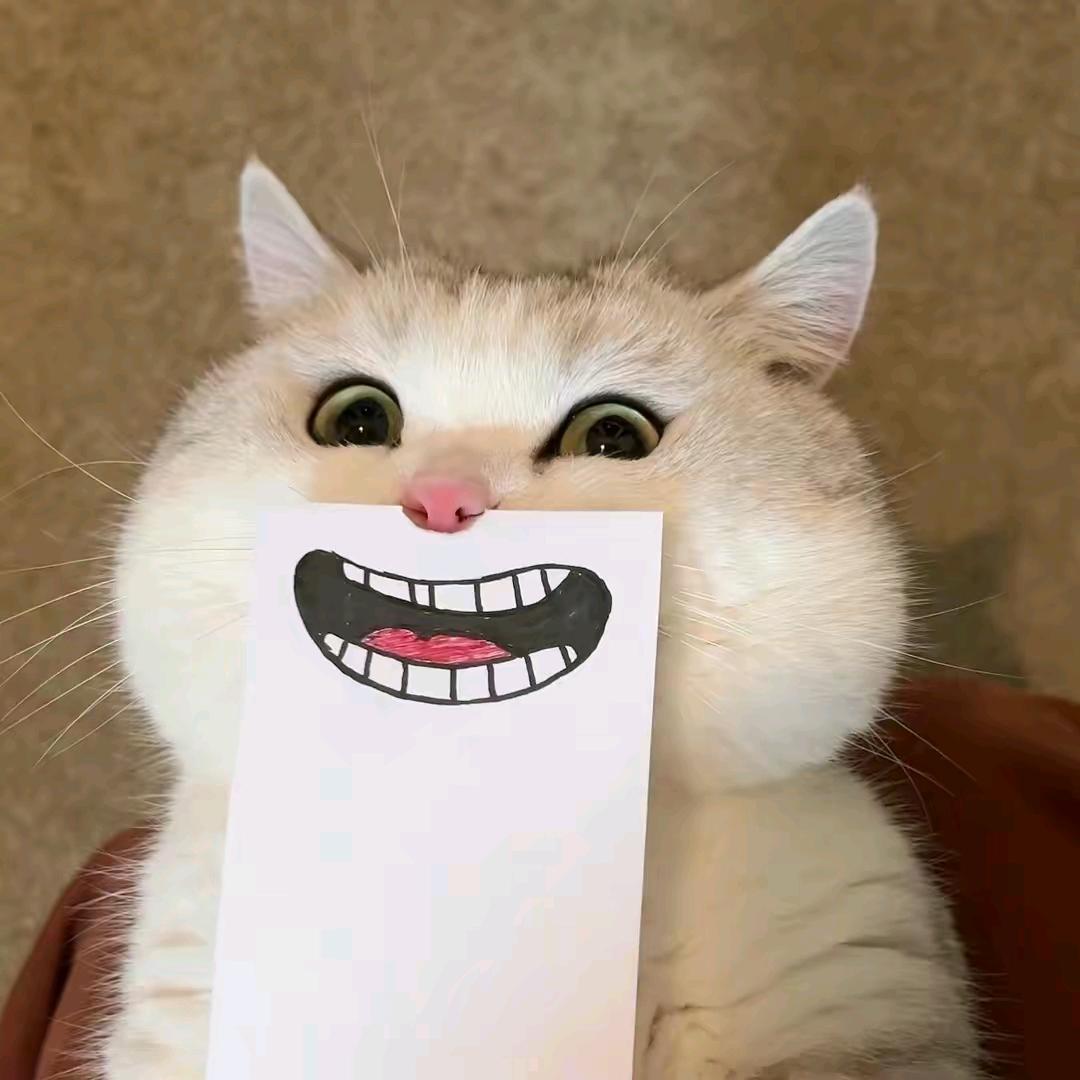 山猫追剧