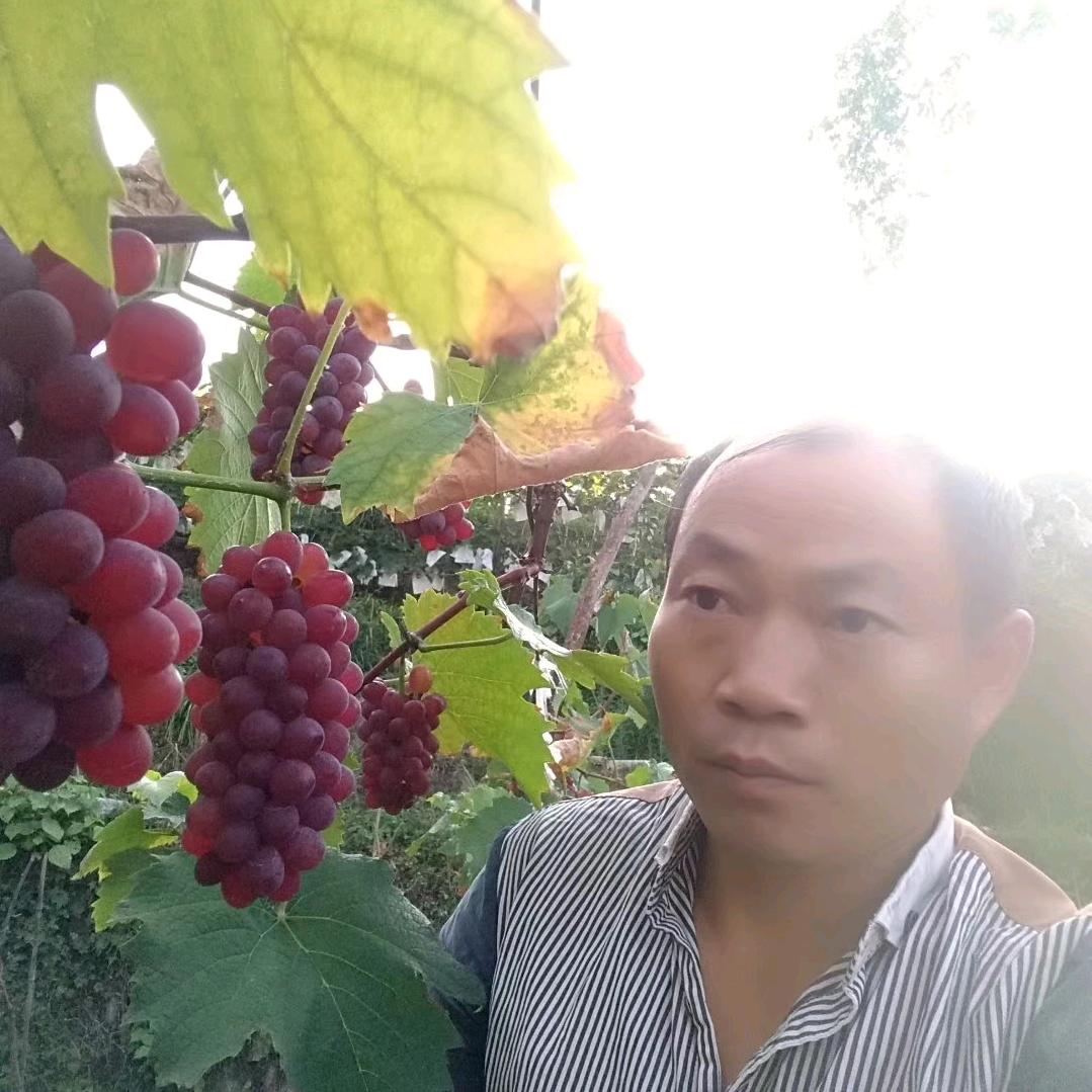 葡萄🍇庄园