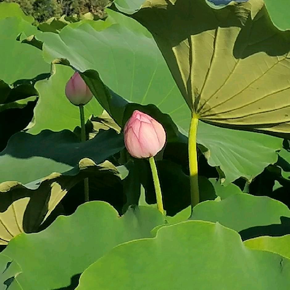 胡梦姝