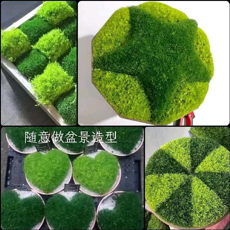 青州黄楼地被庭院绿植苗木花园花镜