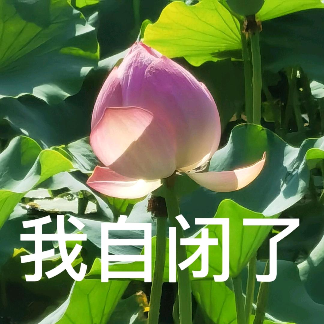 大哈密瓜🍈