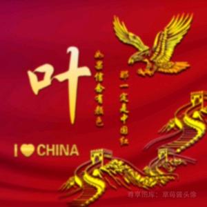 叶连文，黄山菊花
