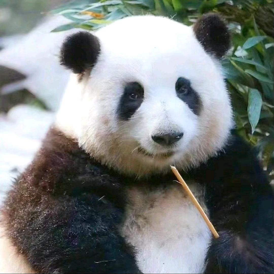 樱忆🐼