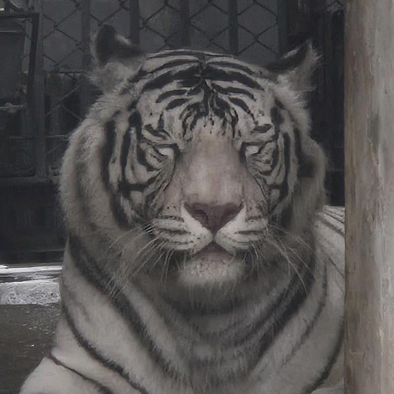 小猪刘能
