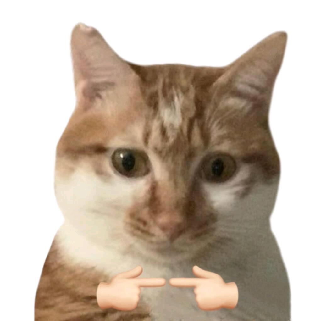 小猫meme呀