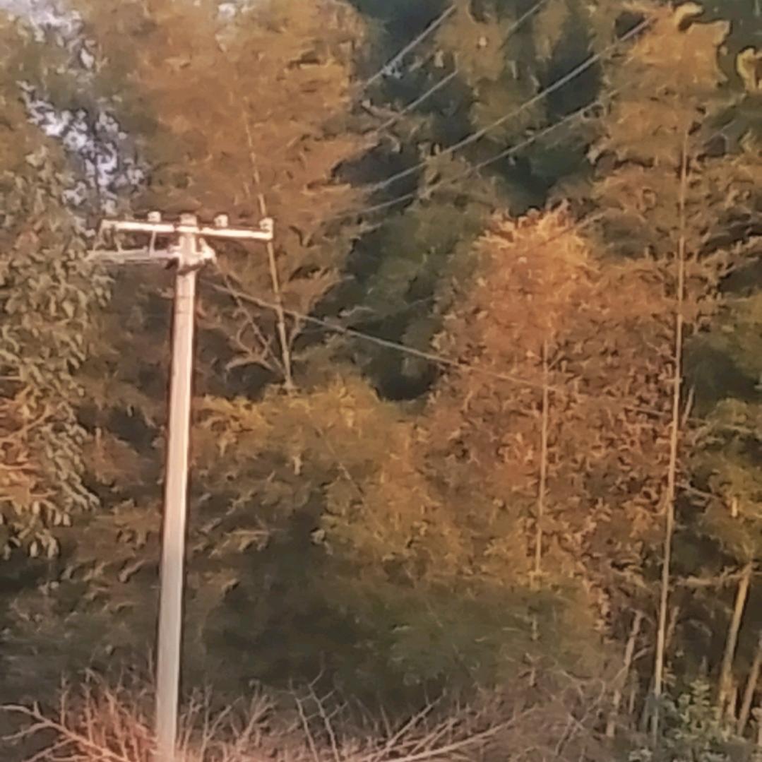 李
