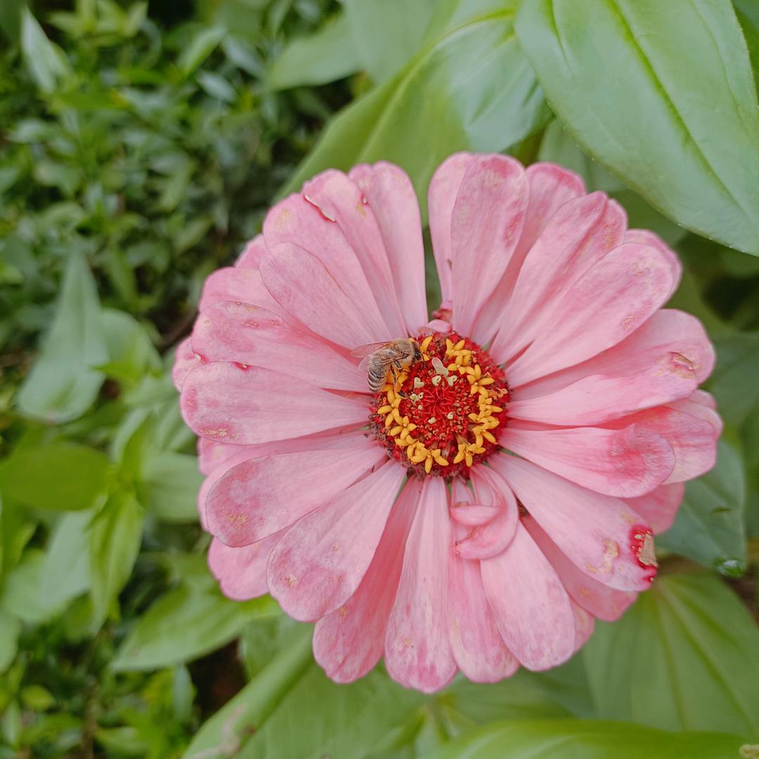惟爱芬芳