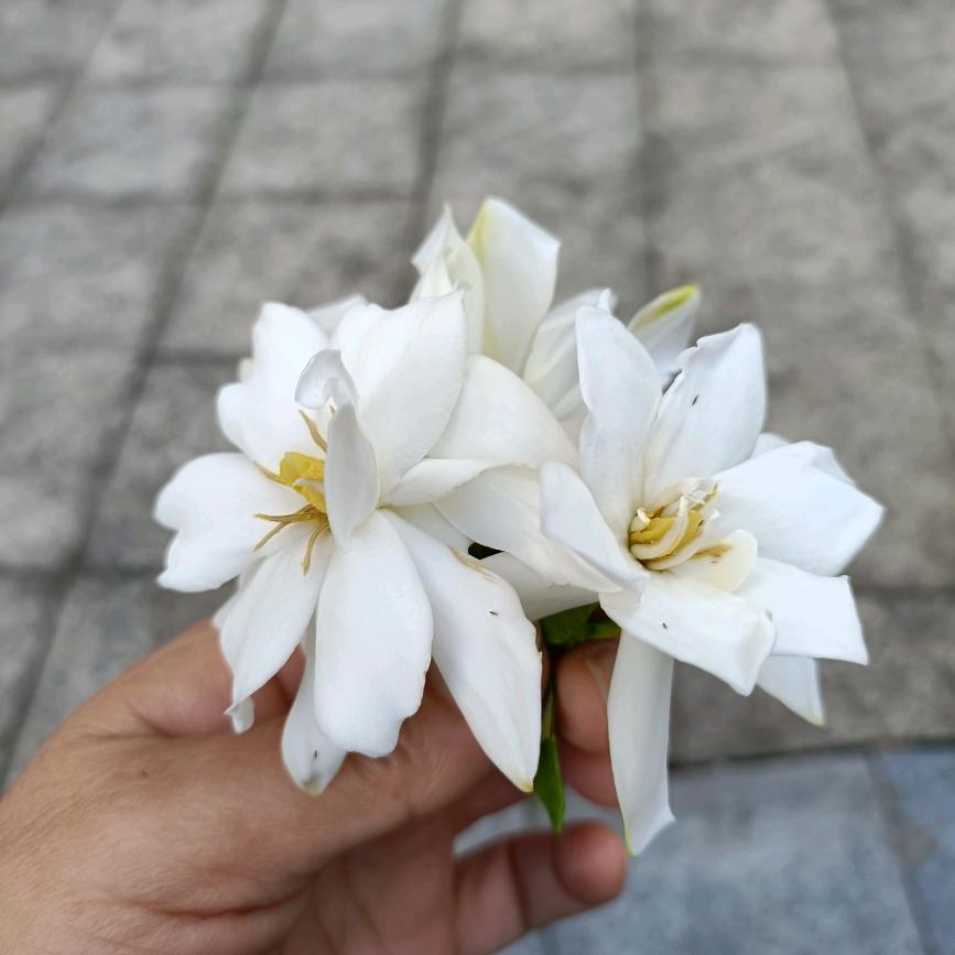 （杨）