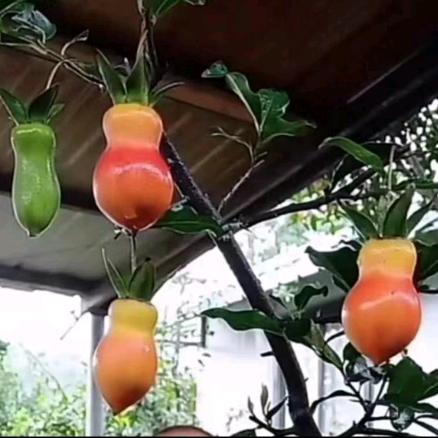 恒园金弹子盆景