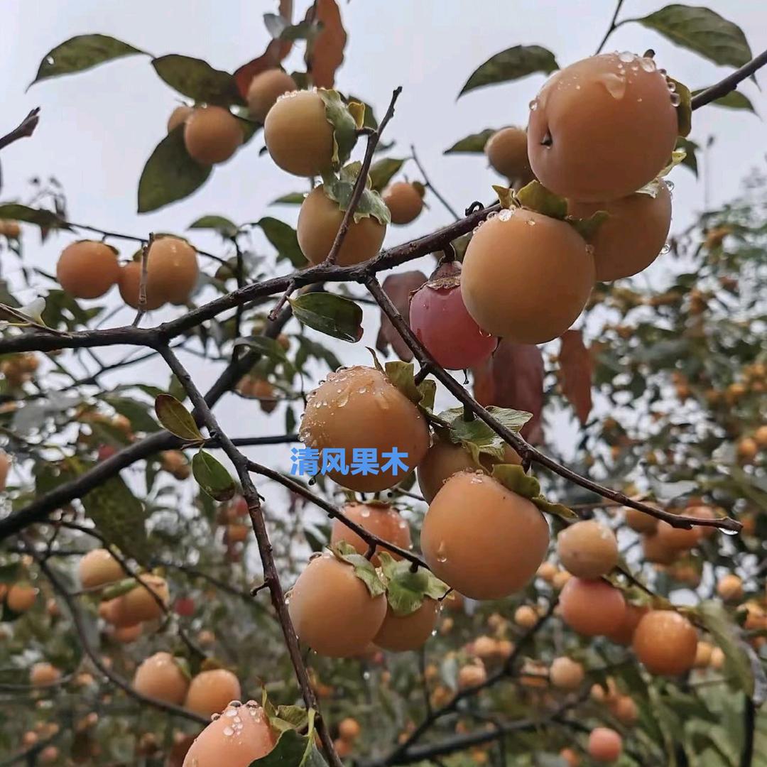 谷园绘林果树苗木专卖店