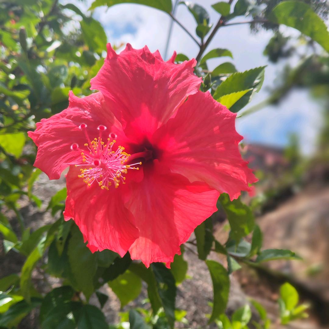 一朵小红花花