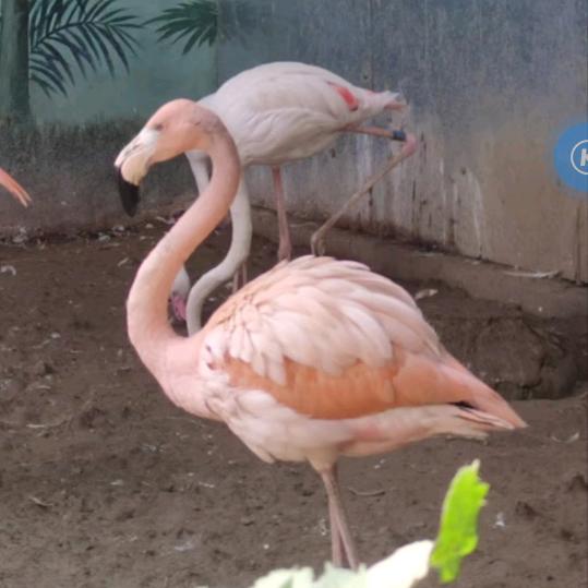 皮卡丘的等待。