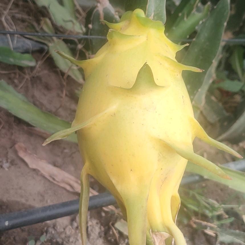 萍姐火龙果家庭农场