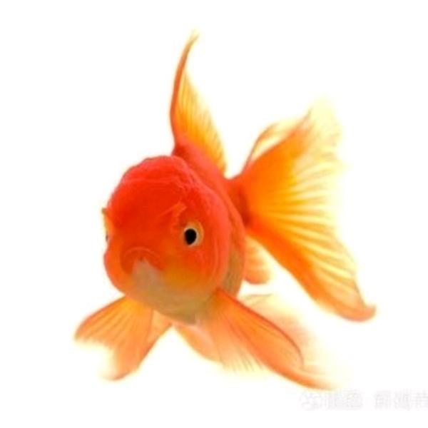 绿之源笨猪肉经销店