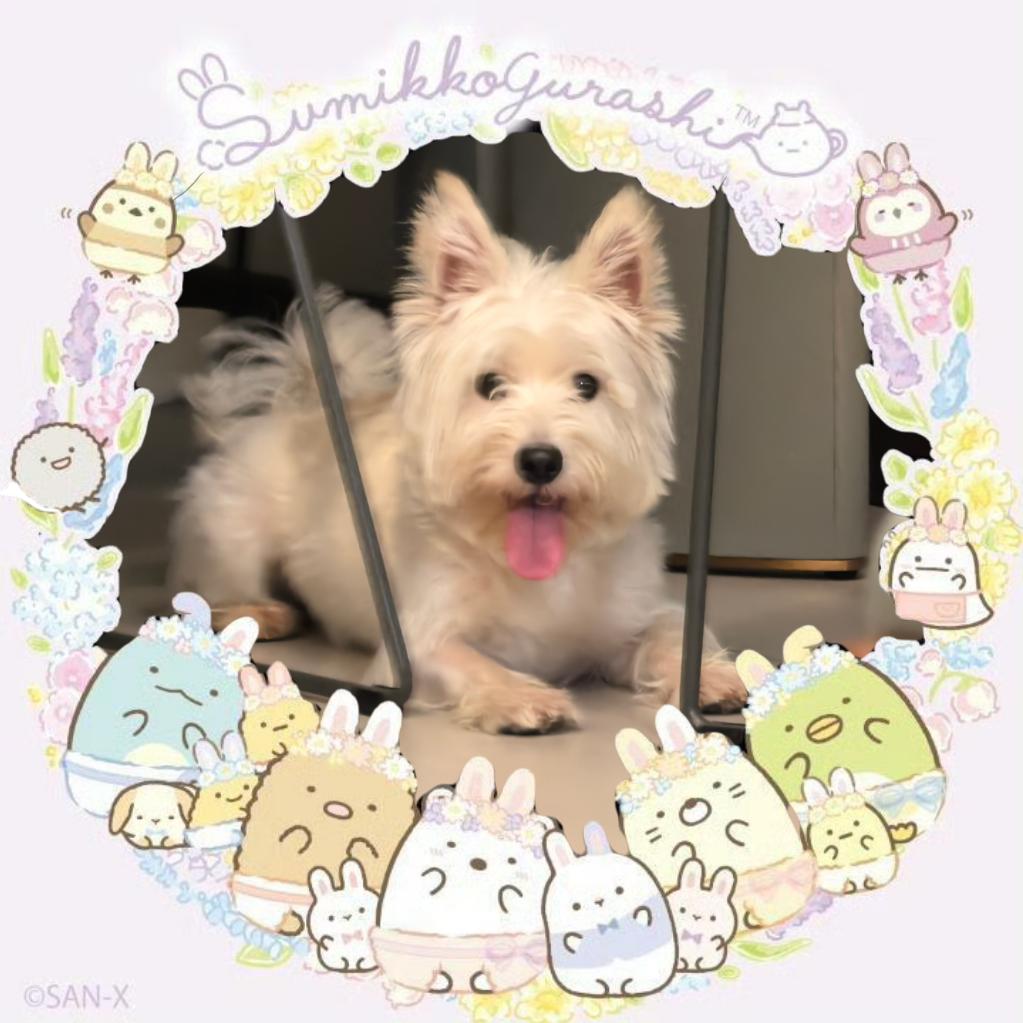 一片吐司