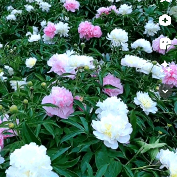 思念无期