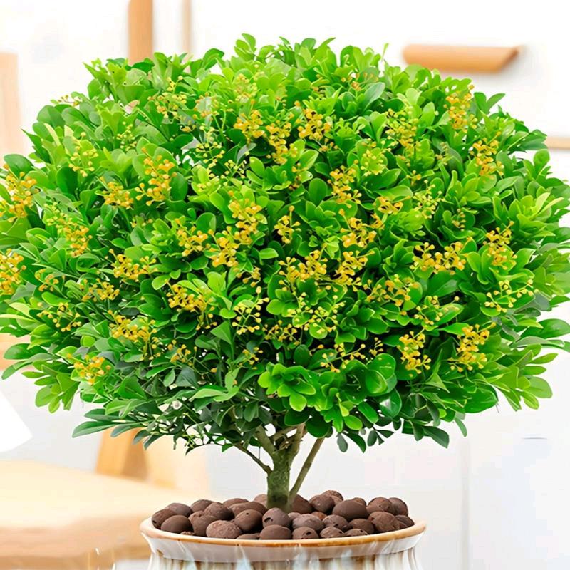 爱种菜的大杨姐