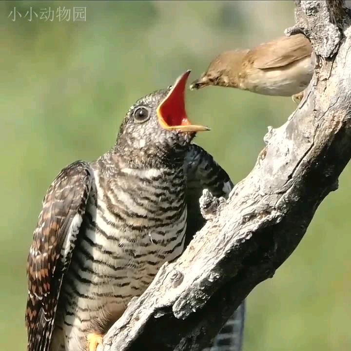 小杜鹃🏃🐶无所畏惧。