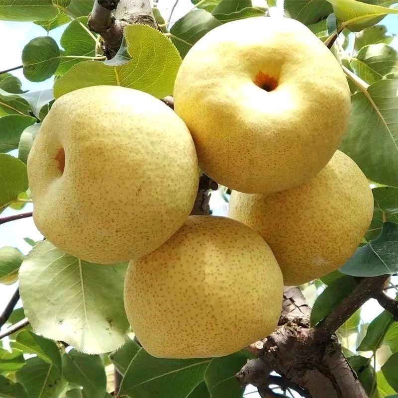 悦尘鲜果