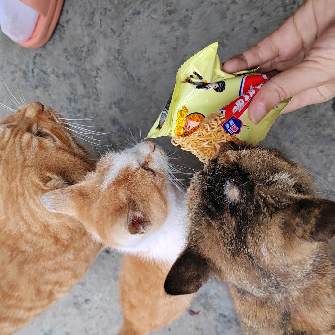 丫丫➕的三小只🐱